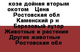 коза дойная вторым окотом › Цена ­ 5 000 - Ростовская обл., Каменский р-н, Березовый хутор Животные и растения » Другие животные   . Ростовская обл.